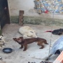 Rescatan 6 perros y 2 gatos en Villa Lugano tras un allanamiento por maltrato animal