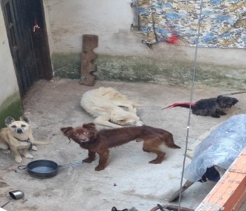 Rescatan 6 perros y 2 gatos en Villa Lugano tras un allanamiento por maltrato animal